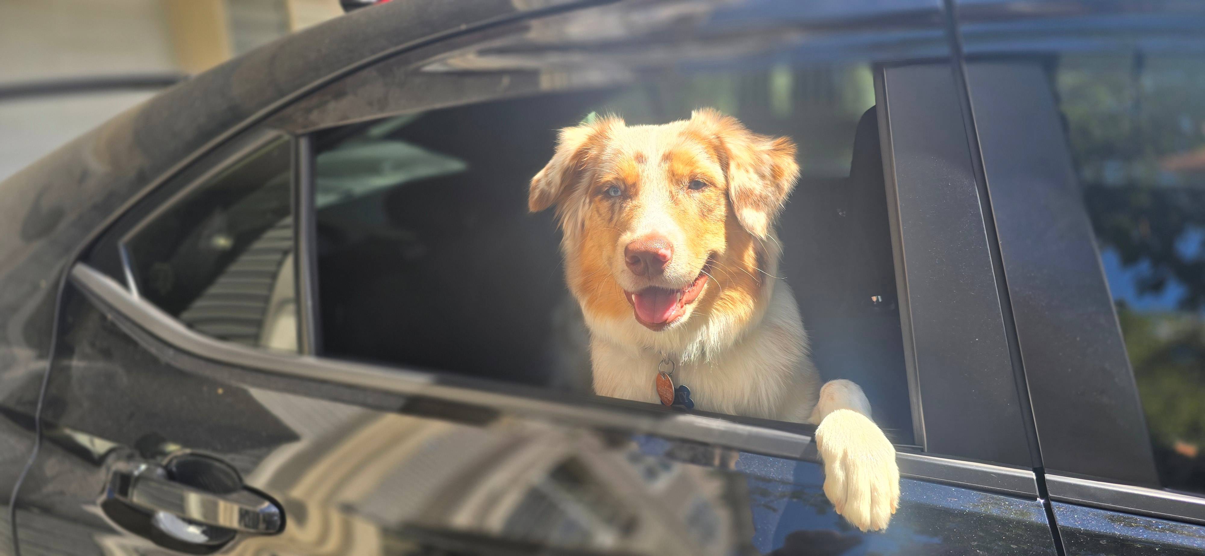 Dog riding in a clean vehicle